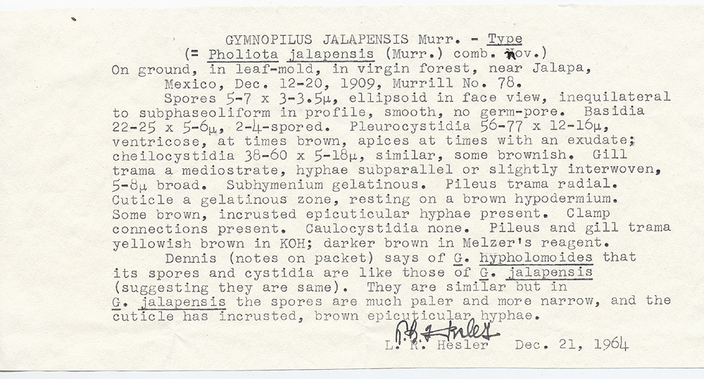 Gymnopilus jalapensis image