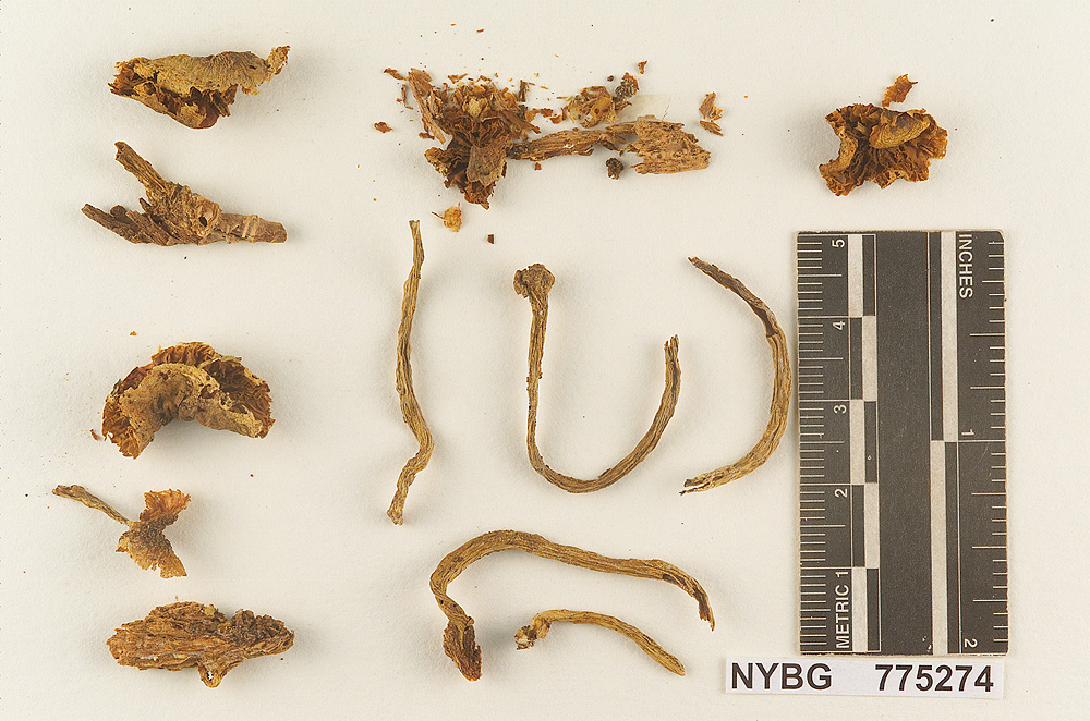 Gymnopilus laeticolor image