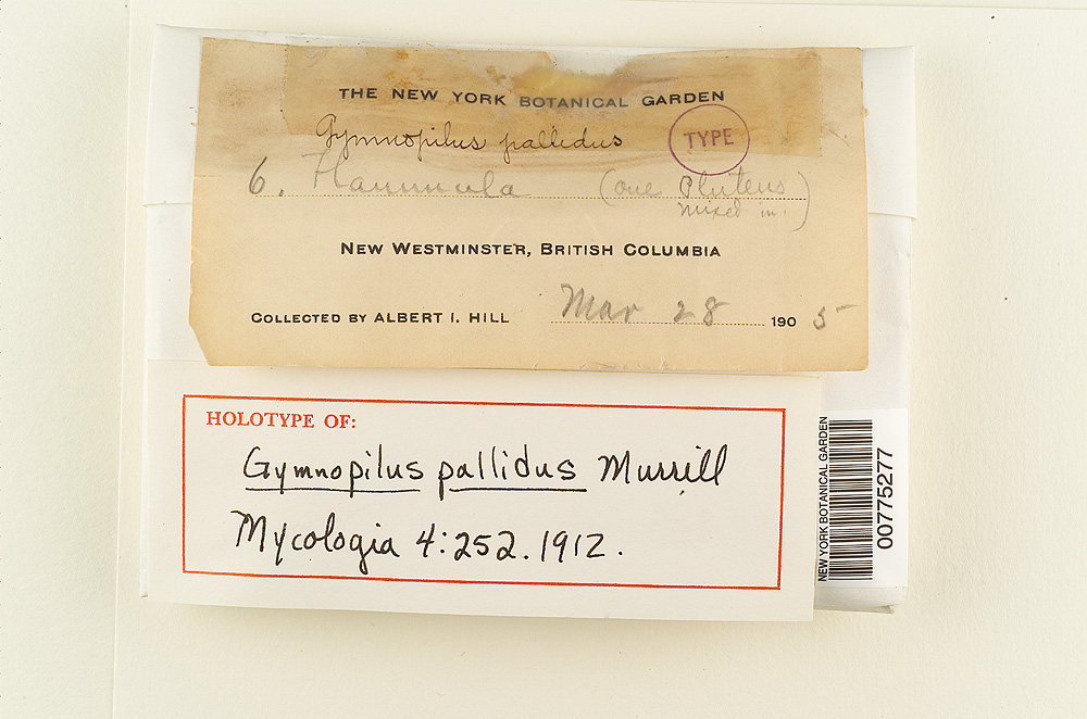 Gymnopilus pallidus image