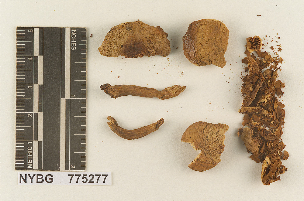 Gymnopilus pallidus image