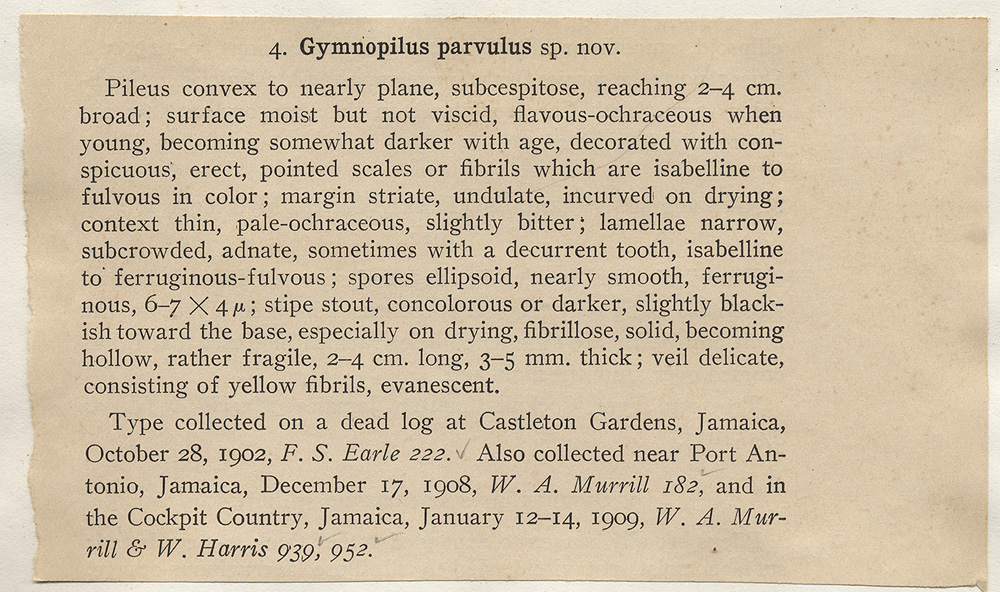 Gymnopilus parvulus image