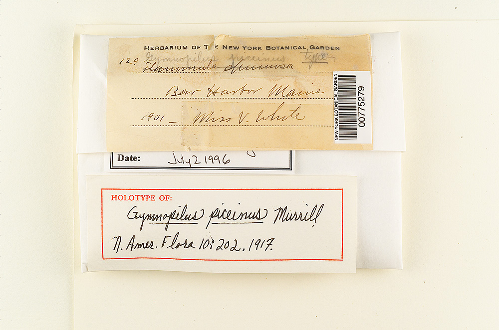 Gymnopilus piceinus image