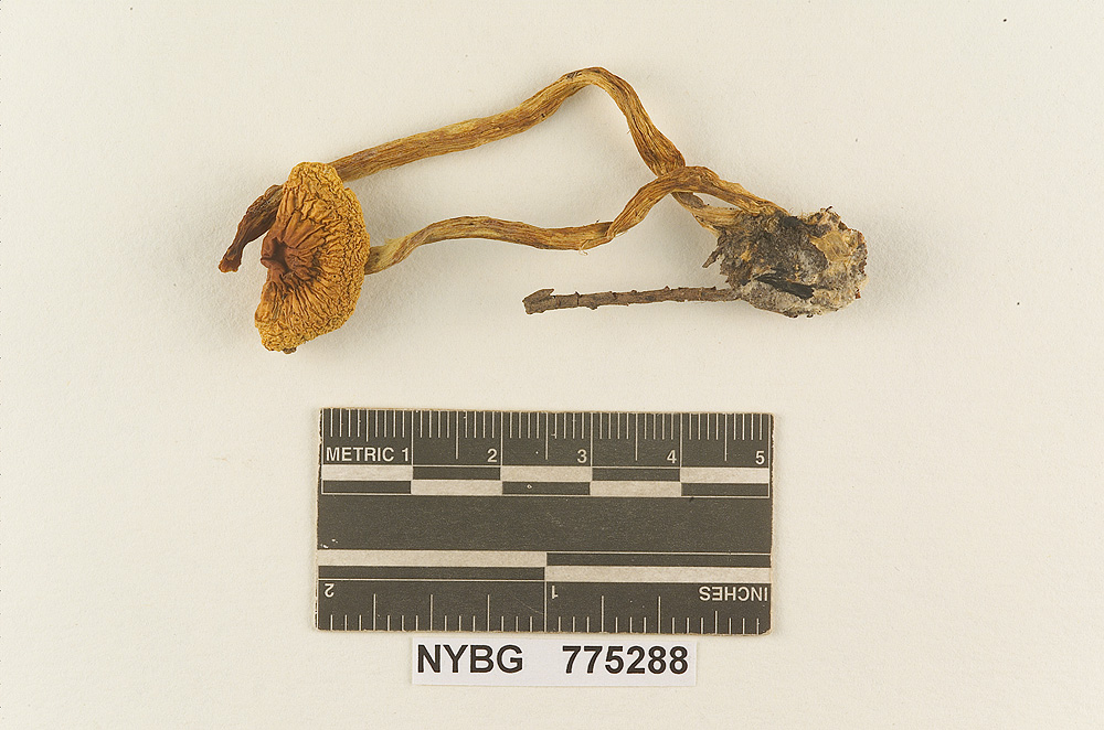 Gymnopilus spinulifer image