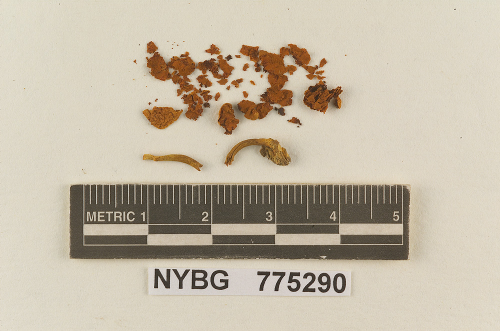 Gymnopilus squamulosus image