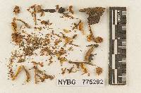 Gymnopilus subflavidus image