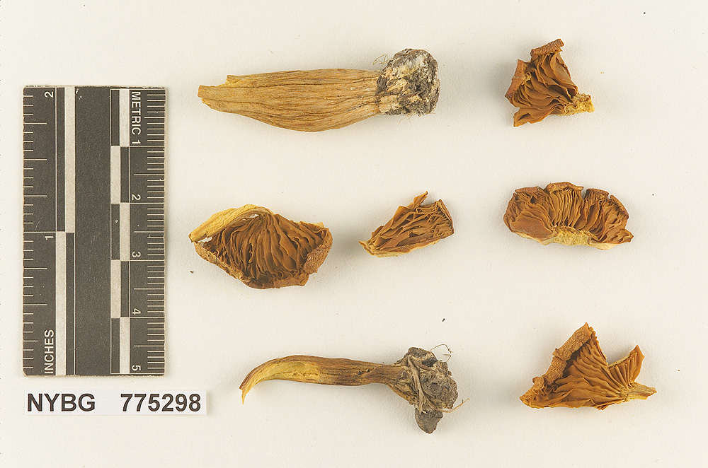 Gymnopilus vialis image