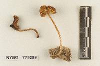 Pluteus alachuanus image