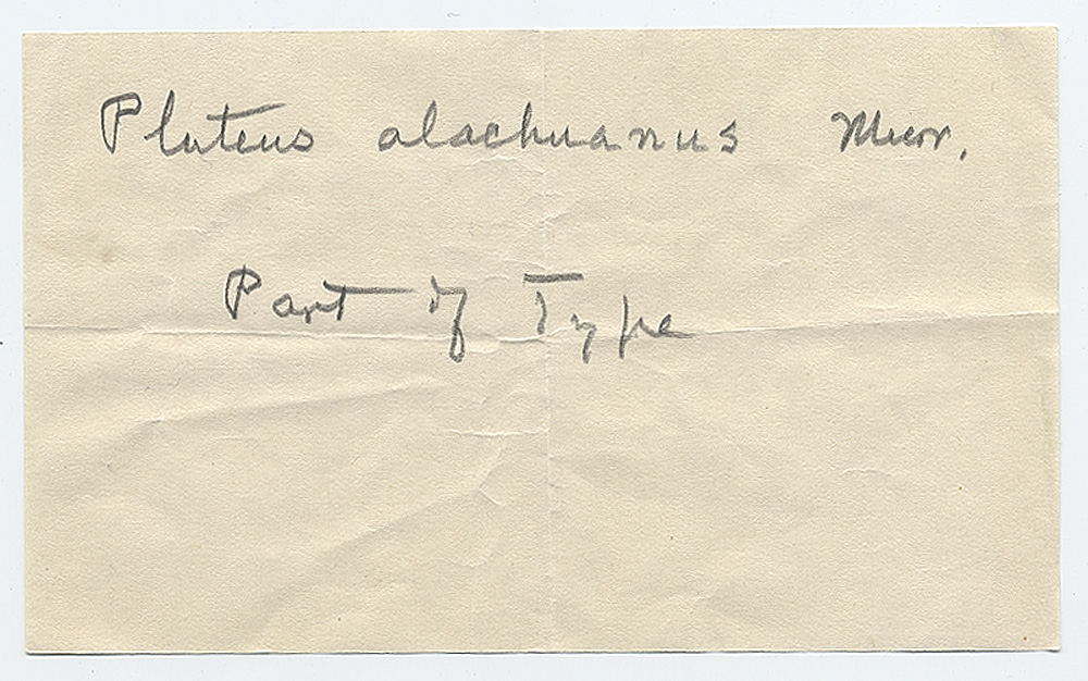 Pluteus alachuanus image