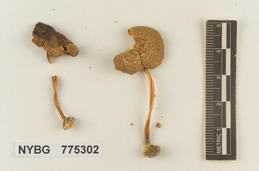 Pluteus avellaneus image
