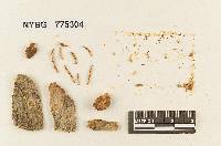 Pluteus campanulatus image