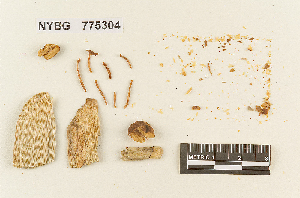 Pluteus campanulatus image