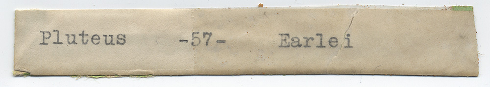Pluteus earlei image
