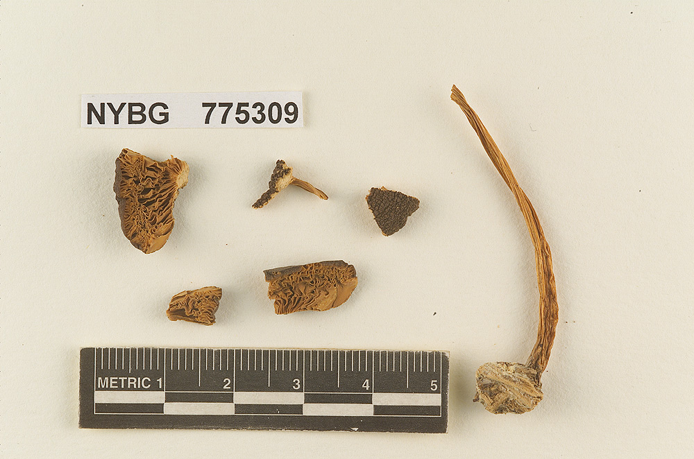 Pluteus fuliginosus image