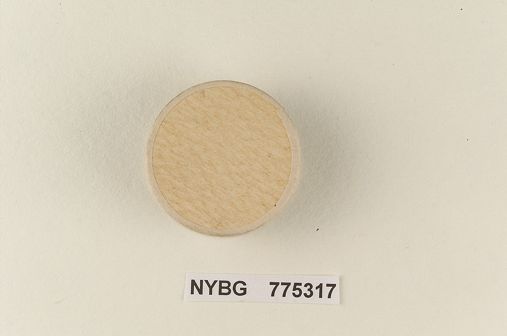 Pluteus lepiotiformis image