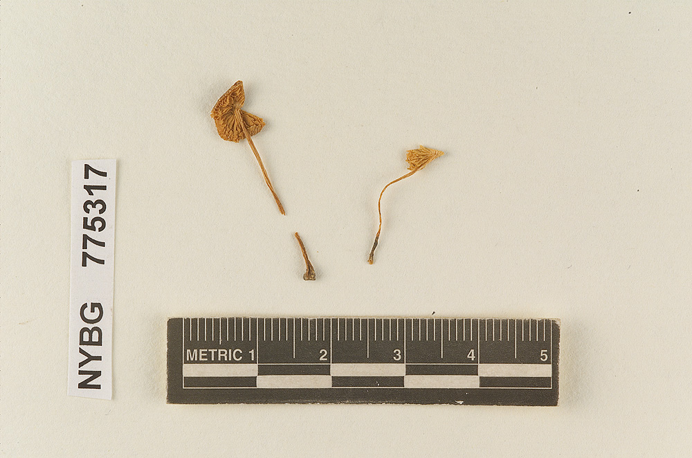 Pluteus lepiotiformis image