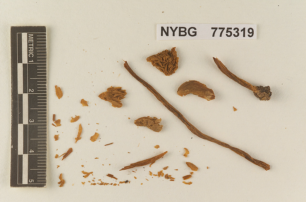 Pluteus longipes image