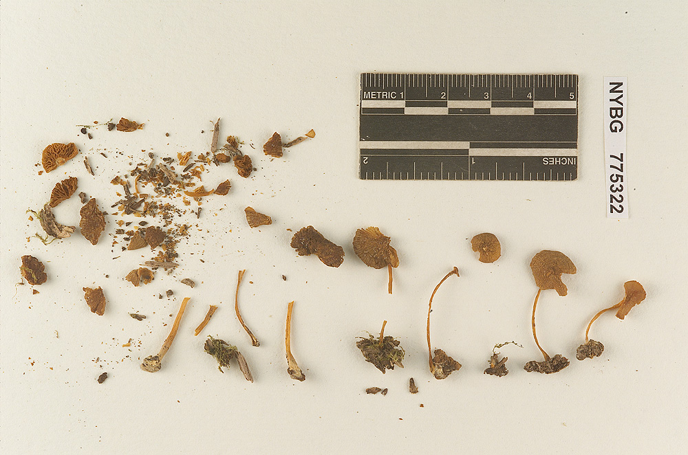 Pluteus melleipes image