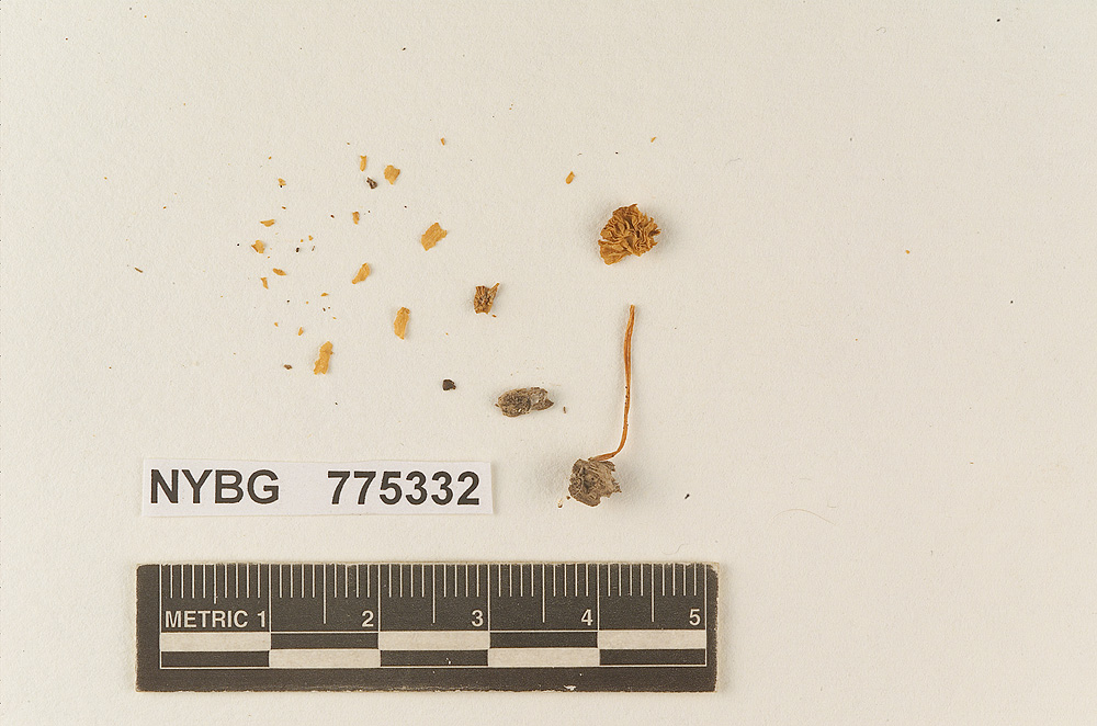 Pluteus nanellus image