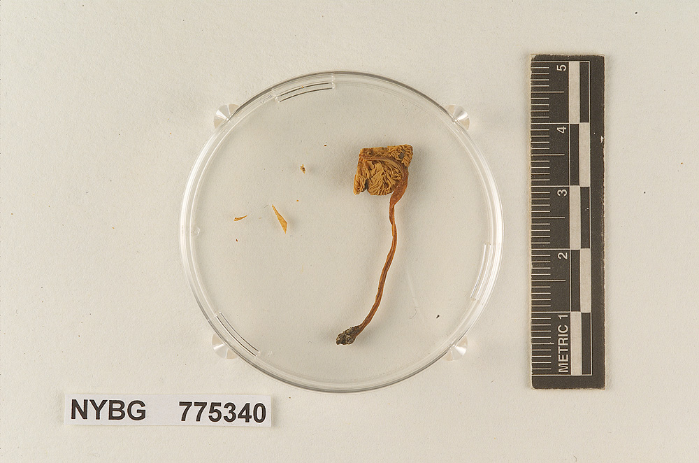 Pluteus umbrinidiscus image