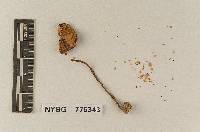 Pluteus washingtonensis image