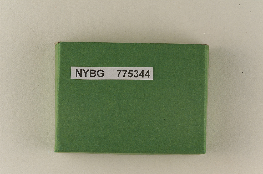 Pluteus washingtonensis image