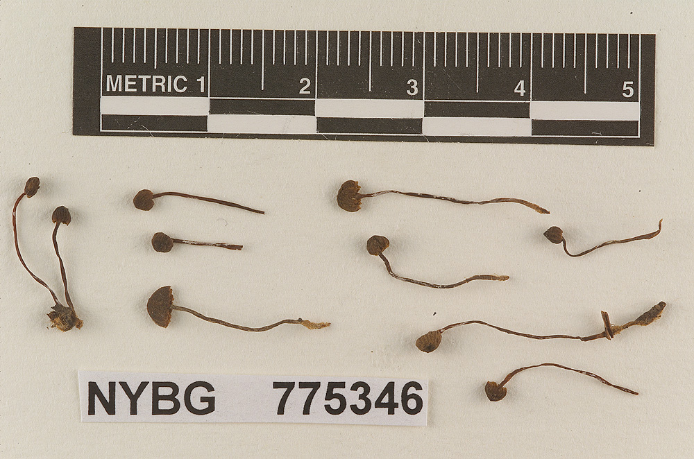 Omphalopsis bakeri image