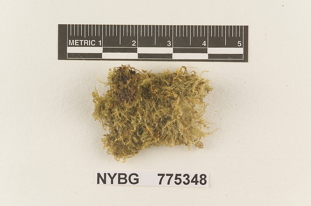 Omphalopsis convexa image