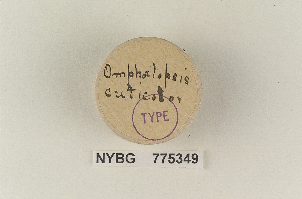 Omphalopsis cuticolor image