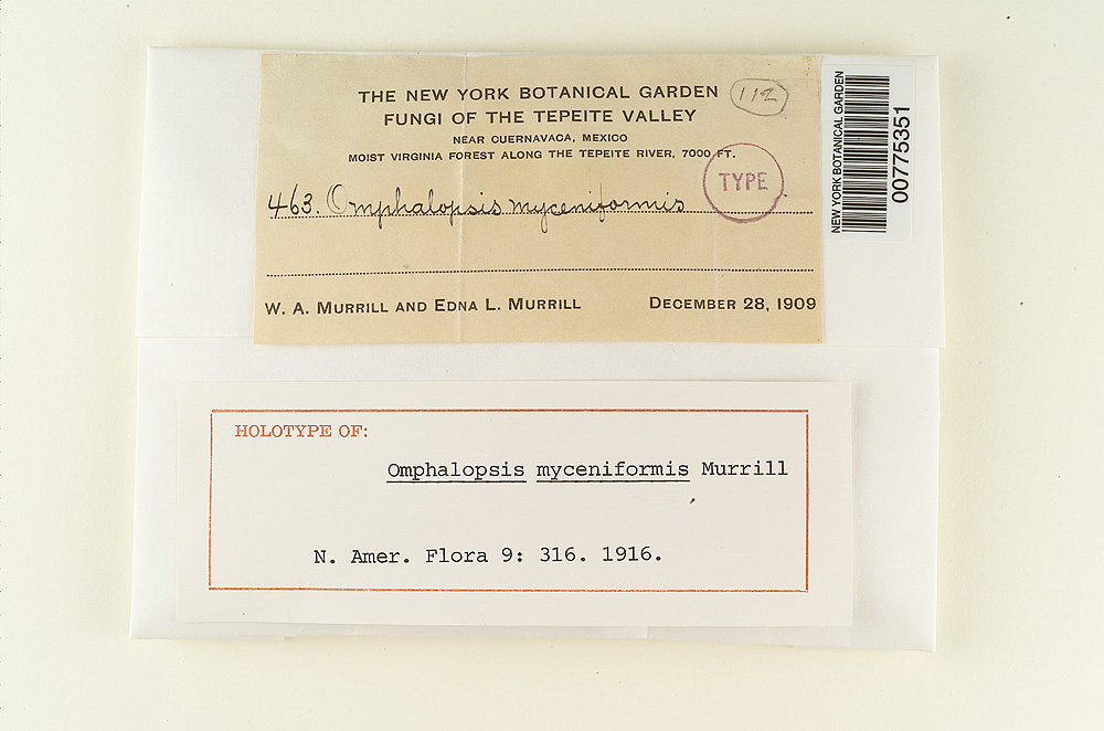 Omphalopsis myceniformis image