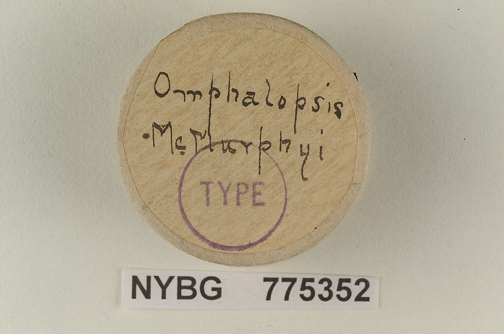 Omphalopsis mcmurphyi image