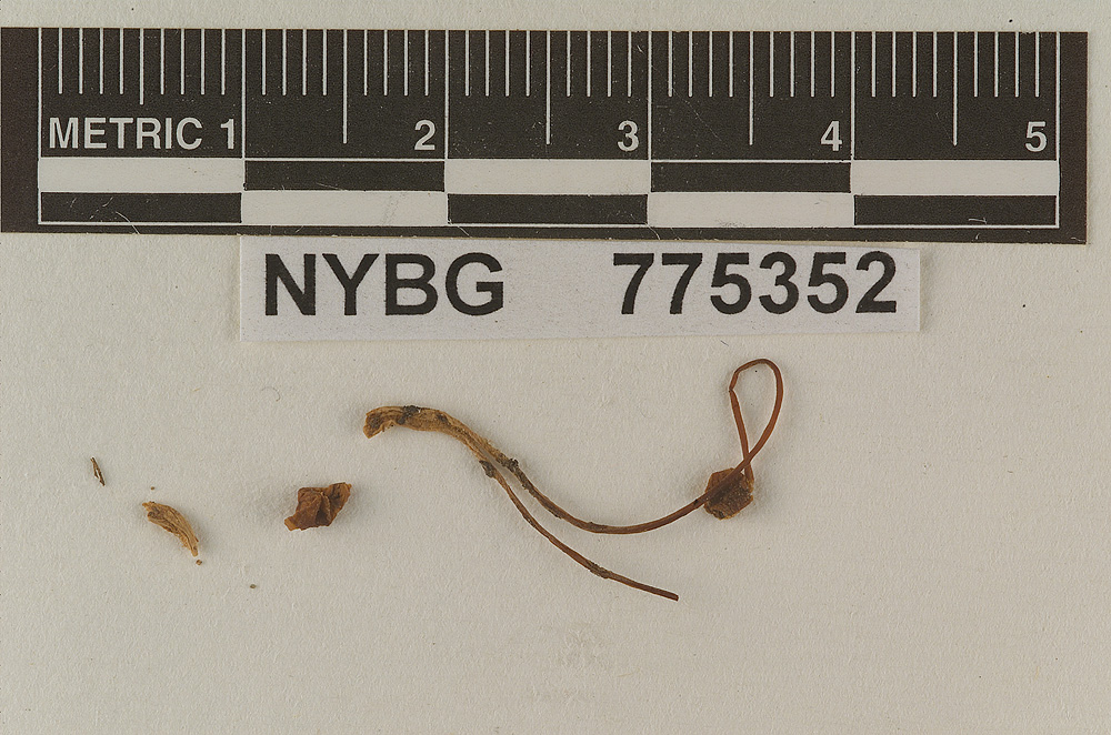 Omphalopsis mcmurphyi image