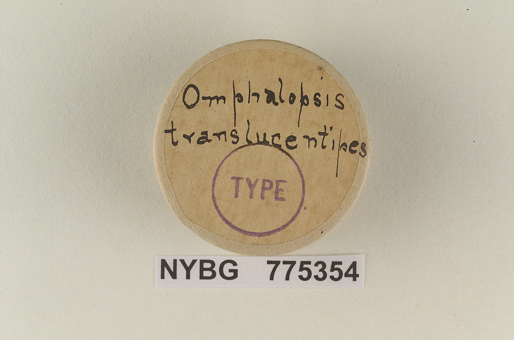 Omphalopsis translucentipes image