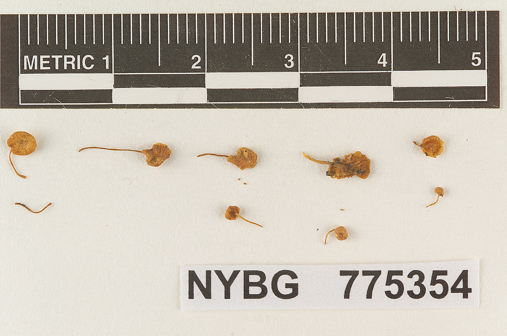 Omphalopsis translucentipes image