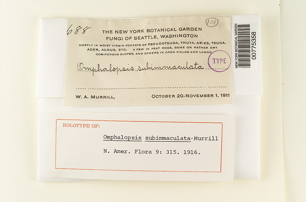 Omphalopsis subimmaculata image