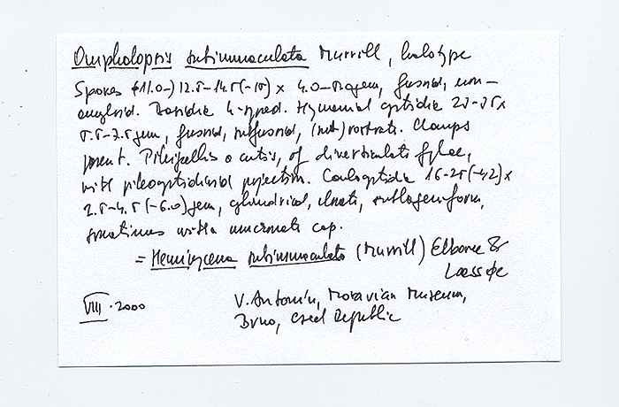 Omphalopsis subimmaculata image