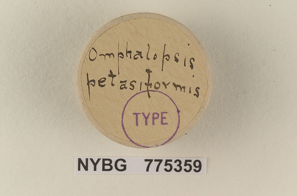Omphalopsis petasiformis image
