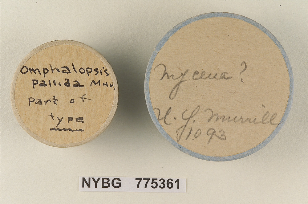 Omphalopsis pallida image