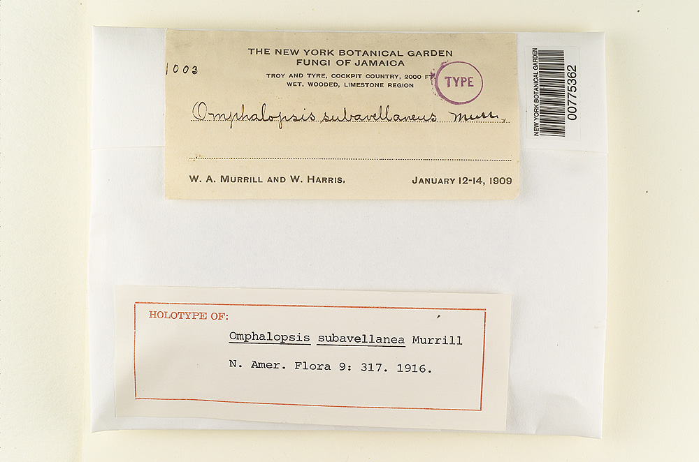 Omphalopsis subavellanea image