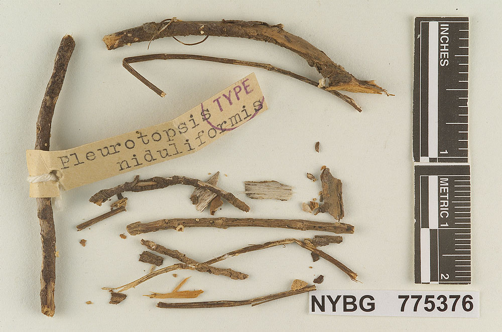 Pleurotopsis niduliformis image