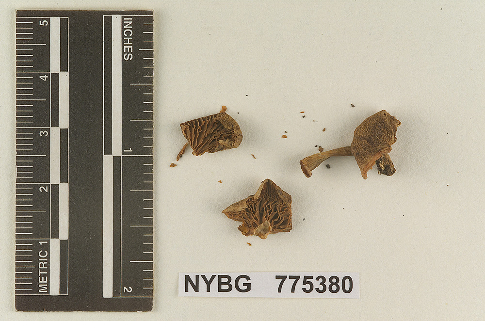 Pleuropus cinereicolor image