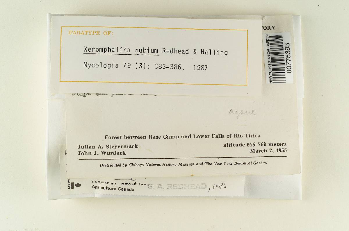 Xeromphalina nubium image