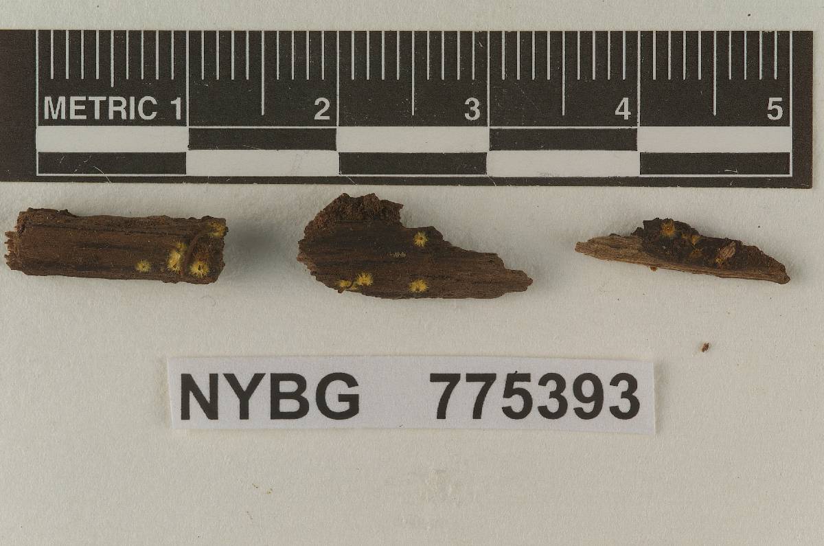 Xeromphalina nubium image