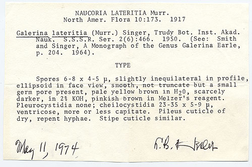 Naucoria lateritia image