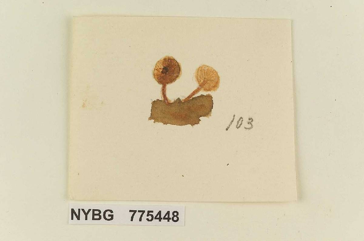Naucoria pellucida image