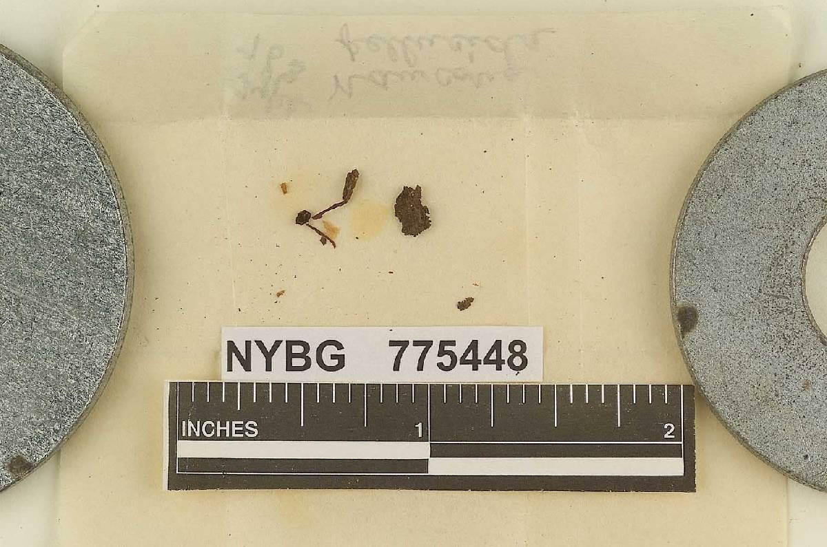 Naucoria pellucida image