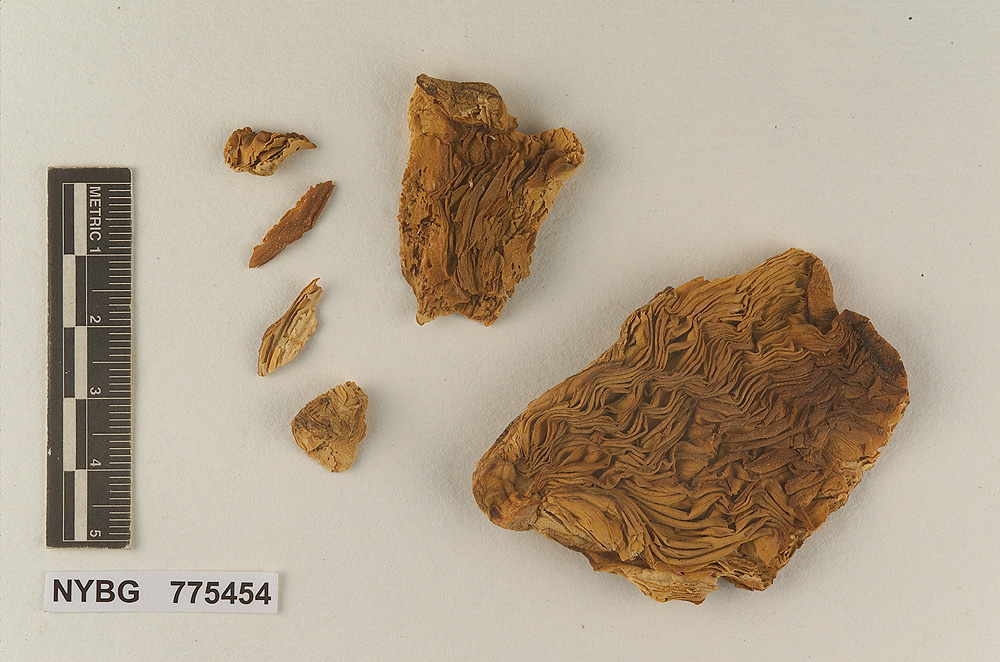 Pluteus magnus image