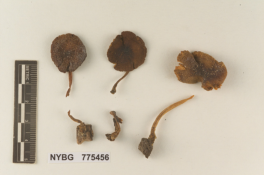 Pluteus californicus image