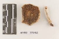 Pholiota albivelata image