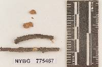 Pholiota cinchonensis image