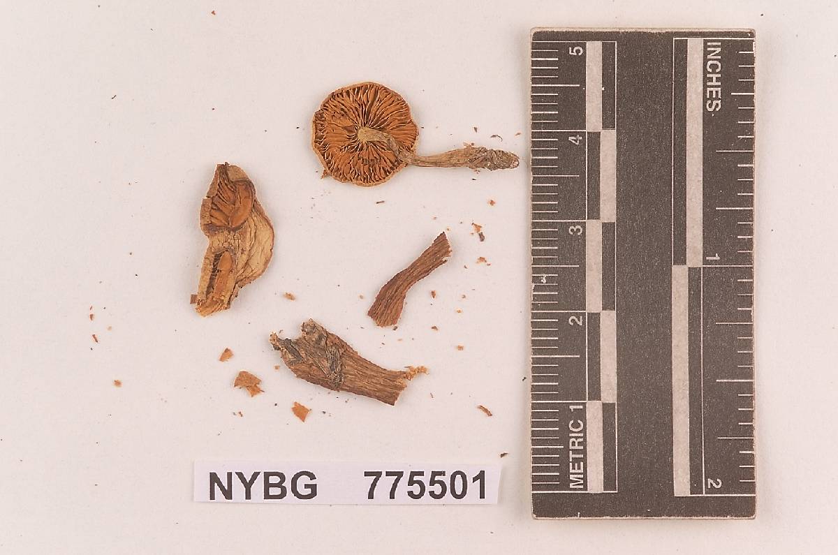 Naucoria flava image